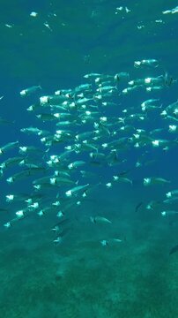 Vertical footage, Close-up of school of Striped Mackerel swims and filtering for plankton with open mouths in turquoise water, slow motion of shoal Striped Mackerel, Rastrelliger kanagurta