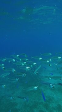Vertical footage, Close up of school of Mackerel filtering for plankton swim with open mouths in turquoise water, Slow motion of shoal Striped Mackerel or Indian mackerel, Rastrelliger kanagurta