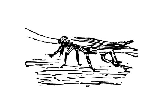 Cricket, black and white line drawing of a grasshopper-like insect with detailed body structure and long antennae, simple background, old vintage illustration, 1897.