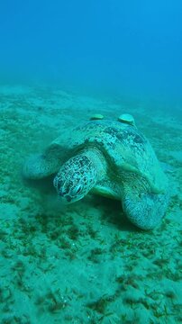 Vertical footage, Close up of Sea Turtle grazing on seabed, Slow motion, Camera moves around the Great Green Sea Turtle, Chelonia mydas