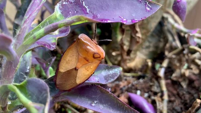 4K macro footage of Tessaratoma papillosa on purple leaves with water droplets. Tropical insect detail. Ideal for agriculture, pest, macro, ecology, and biodiversity themes.