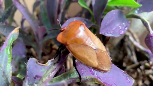 4K macro footage of Tessaratoma papillosa on purple leaves with water droplets. Tropical insect detail. Ideal for agriculture, pest, macro, ecology, and biodiversity themes.