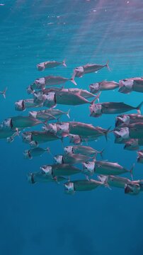 Vertical footage, Striped mackerel, Rastrelliger kanagurta shoal swimming with open mouths filtering for zooplankton in turquoise water below surface and sparkle in rays of sun, Slow motion