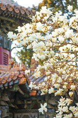 Obraz premium Ancient buildings and magnolias in spring