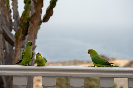 The conquest and love life of a pair of ring-necked parakeets