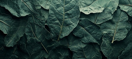 Obraz premium Dried Leaf Assortment Displays Textural Contrast in Curled Forms for Rustic Still Life Backgrounds