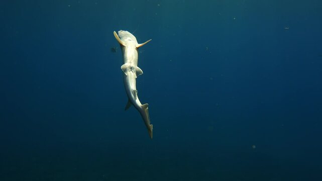 Mustelus mustelus carcass drifting to the bottom with nylon hook visible