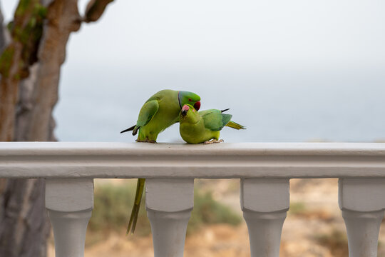 The conquest and love life of a pair of ring-necked parakeets