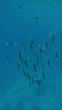 Vertical footage, Top view of school of Striped Mackerel swim vertically upward and feeding in turquoise water in sunrays, Slow motion of shoal swims with open mouths filtering for plankton