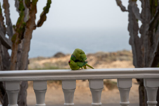 The conquest and love life of a pair of ring-necked parakeets