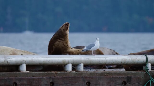 A sea lion looks around on a marine dock in British Columbia, Canada.