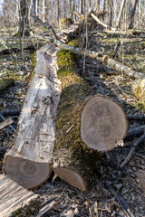 Fototapeta premium A fallen tree in a spring forest