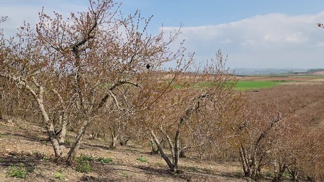 Shooting reddish green fressh leaves of the trees in a pomagranate (Punica granatum) orchard in Medierranean nature in the begin of April