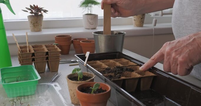 Close-up of hands filling biodegradable peat pots with soil for growing seedlings indoors.