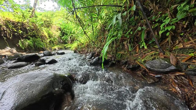 Shady tropical river stream with lush green trees and warm highlights