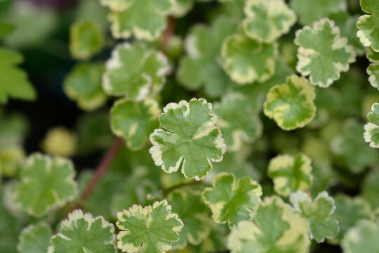 Variegated lawn pennywort leaves - Latin name - Hydrocotyle sibthorpiodes Variegata