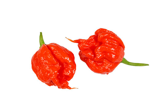 Carolina Reaper Chili ( Capsicum chinense ) - 2 Schoten freigestellt