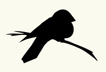 Obraz premium Vector drawing. Tit on white sky backdrop.