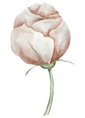 Fototapeta premium Flower watercolor illustration of single vintage rose bloom with soft pastel petals and subtle tones. Floral element on isolated background for wedding design, decor, botanical compositions.