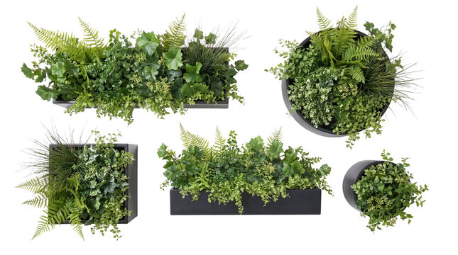 A diverse collection of lush green plants, including ferns and ivy, presented in modern black planters.