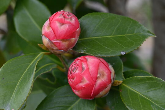 椿の花の蕾