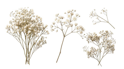 Photograph of delicate white baby's breath flowers with small stems, isolated on transparent background. © Theresa