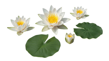 Beautiful photograph of white water lilies and green leaves in various stages of bloom. © Christine