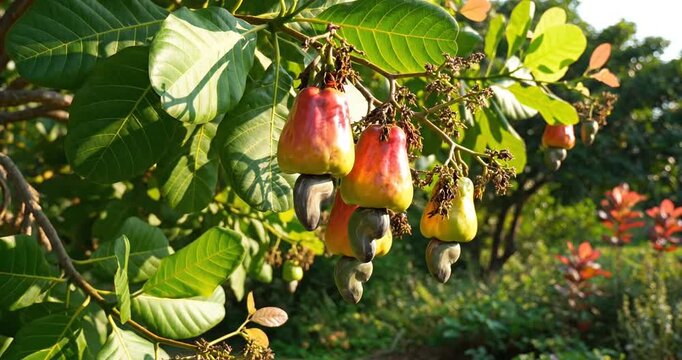 Cashew tree with ripe fruits hanging.