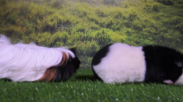 meerschweinchen tier natur nager paar