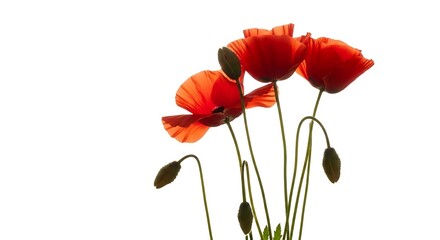 Naklejka premium Delicate vibrant red poppies bloom with buds against a stark white background