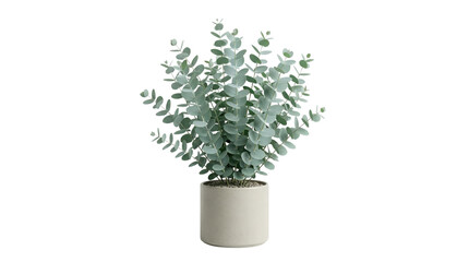 Silver dollar eucalyptus plant in white ceramic pot © BTG
