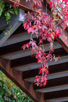 Urban stairs with metal railing and ivy leaves in autumn showing nature contrast on architecture steps and staircase for organic growth concept
