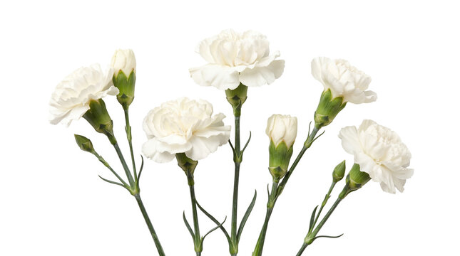 Elegant white carnation flowers with delicate petals and green stems, a beautiful symbol of purity and love photograph.