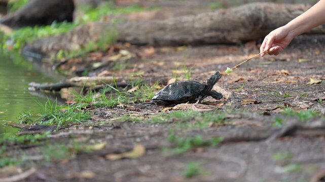 Turtle on muddy shore near hand with twig pond bank grass water natural outdoor habitat calm wildlife moment