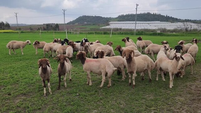 A sheep flock, predominantly Awassi breed (brown-headed) grazing beside a green pasture, raised for meat, milk, and wool, fat-tailed and resilient, suited for arid conditions, managed for sacrificial 