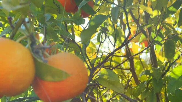 Ripe Orange Citrus fruits or tangerines hanging on a tree. Beautiful Healthy organic juicy oranges in Sunny Orchard. Orange gathering  