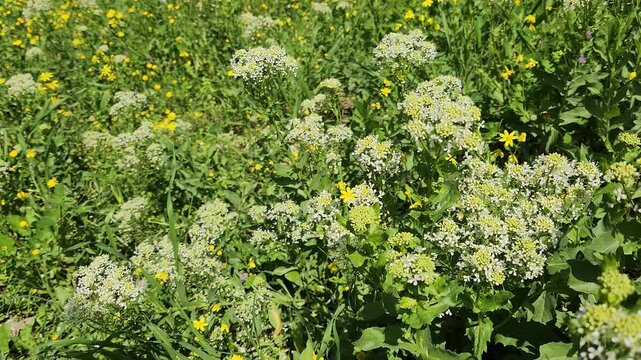 Lepidium draba (commonly known as Hoary Cress, Whitetop),  is a perennial plant characterized by clusters of small white flowers. It typically grows in fields, roadsides, and distur