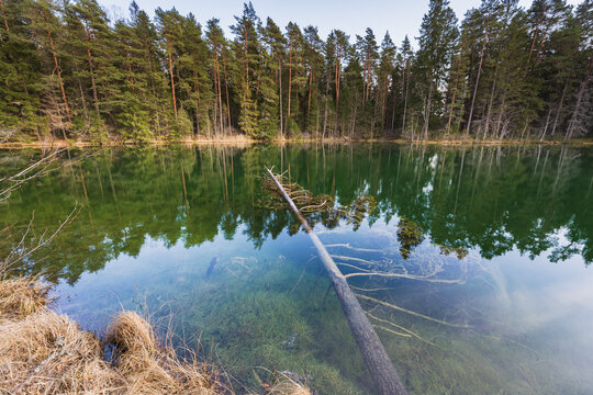 Crystal clear turquoise water of Antu Sinijarv lake in Estonia with fallen tree and pine forest reflection in spring.