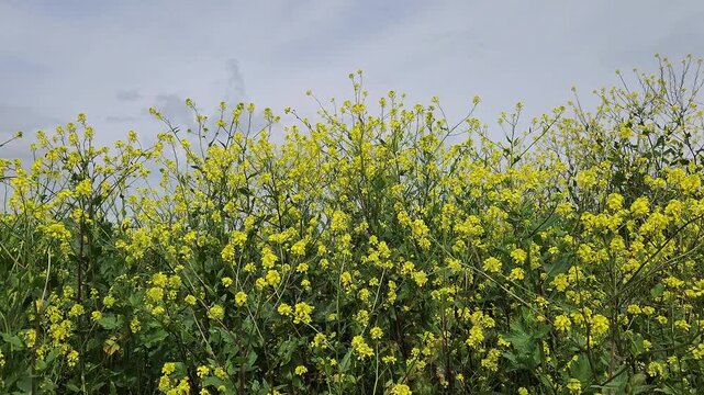 Sinapis arvensis (wild mustard, charlock), an annual herb  with their vibrant yellow blooms that blanket landscapes during the spring season