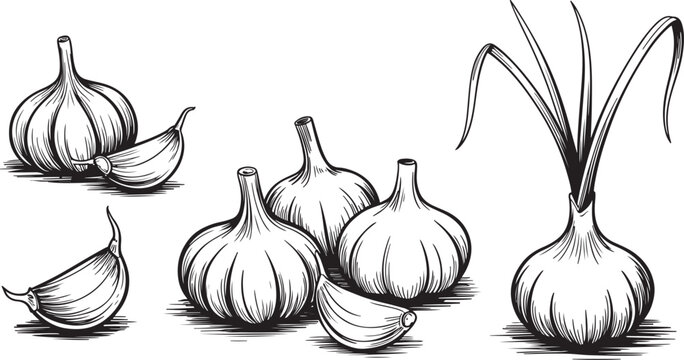 Garlic bulbs and cloves with sprout hand drawn vegetable ingredient illustration isolated on white