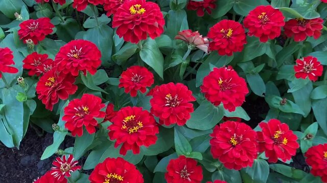 Close up video of red zinnia flowers with yellow centers and green leaves forming vibrant floral garden texture
