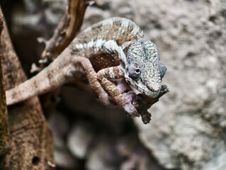 Vivid depiction of lively chameleon gripping branch amid contrasting rocky environment and sunlight © Vladimir