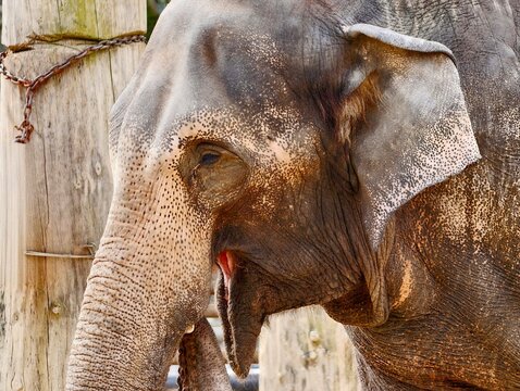 Elephant portrait capturing serenity. Calm Asian elephant displaying detailed features and expressions