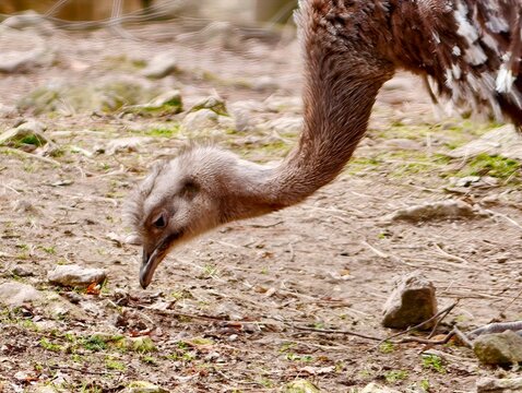 Juvenile rhea examines ground carefully. Close view of rhea chick investigating soil during field study