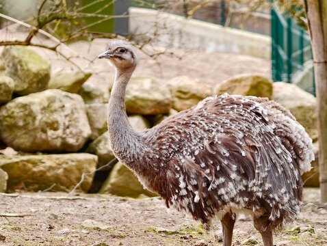 Adult rhea by rocks careful. Rhea with patterned feathers stands alert amidst natural backdrop