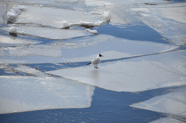 A single black-headed gull standing on a large drifting ice plate in a blue river. A peaceful wildlife scene capturing the bird in its natural habitat during the spring ice drift. © Andrew_Swarga