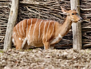 Tranquil scene featuring Nyala antelope beside wooden fence amidst dry leaf litter and textured bark © Vladimir
