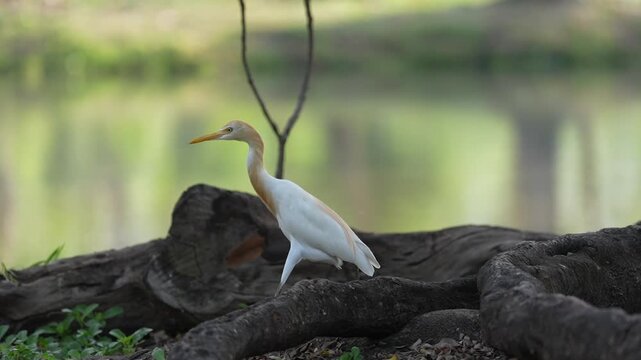 Egret bird standing near tree root calm wetland landscape, white bird standing dark rock near pond with soft green background, wading bird marsh