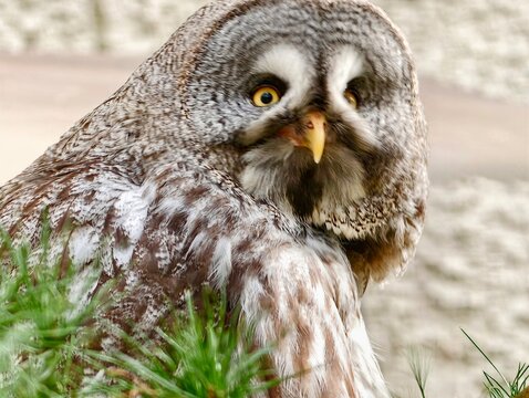 Owls piercing gaze. Gray owl eyes intensely stare. Owl fixes its gaze with piercing yellow eyes