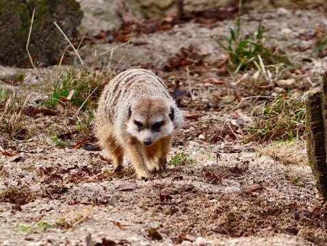 Cautious creature stands watchful as tiny mammal surveys bright outdoor environment carefully